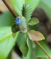 Rungia pectinata flower7.jpg